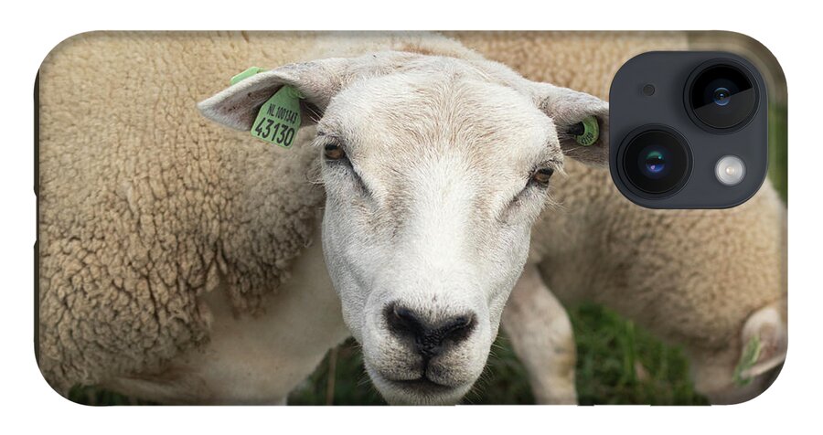 Sheep iPhone 14 Case featuring the photograph Sheep by MPhotographer