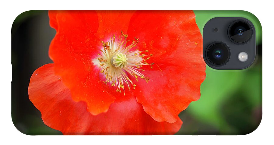Shirley Poppy iPhone 14 Case featuring the photograph Shirley Poppy 2022-1 by Thomas Young