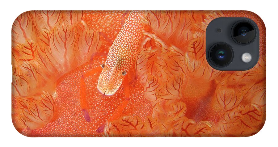 Red iPhone 14 Case featuring the photograph Shrimp on nudibranch by Artesub