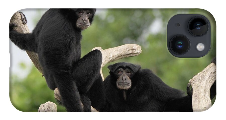 Siamang Monkeys Columbus Zoo iPhone 14 Case featuring the photograph Siamang Monkeys Columbus Zoo by Dan Sproul