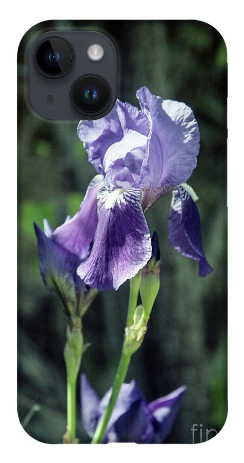 Arizona iPhone 14 Case featuring the photograph Single Iris by Kathy McClure