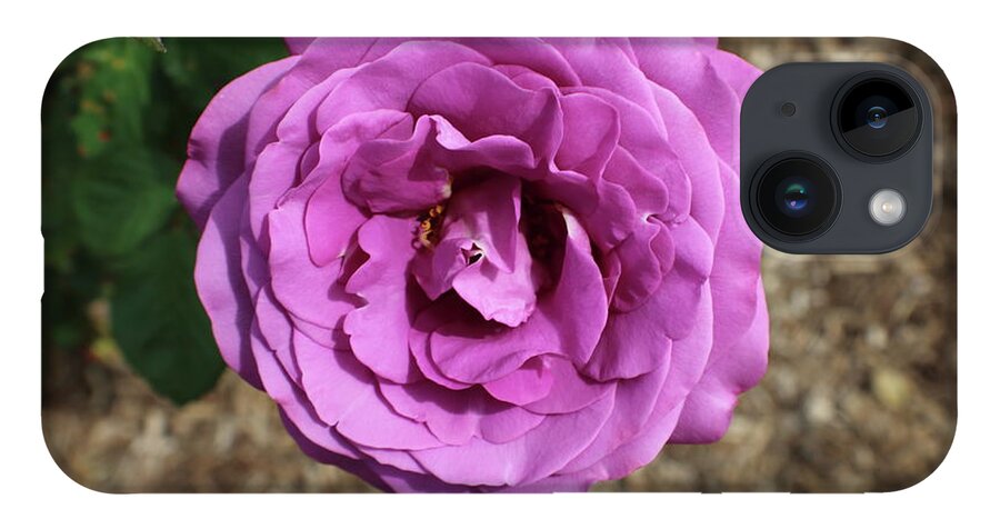 Magenta iPhone Case featuring the photograph Single Magenta Rose Bloom by Kenneth Pope