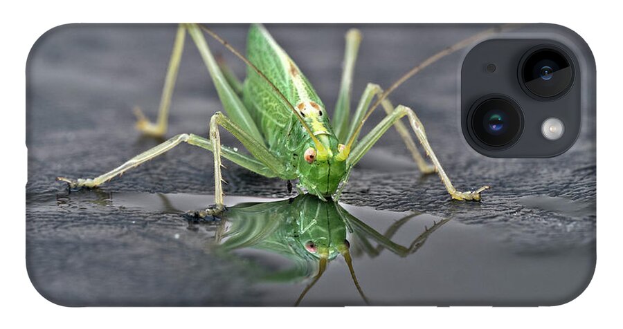 Sip Mirror Reflection Beautiful Green Eyes Cricket Drinking Water Insect Six Legs Unique Bizarre Close Up Macro Natural History Looking Humor Funny Single One Life-style Portrait Whiskers Delicate Vivid Color Beauty Alone Posing Elegant Handsome Figure Character Expressive Charming Singular Stylish Solo Fantastic Solitary Lonesome Loner Pretty Delightful Serenity Enjoying Joy Stimulating Mysterious Surreal Creative Fantasy Weird Imaginary Aesthetic Eccentric Grotesque Peculiar Face Puddle Nice iPhone 14 Case featuring the photograph Sip Of Water - Am I Beautiful? by Tatiana Bogracheva