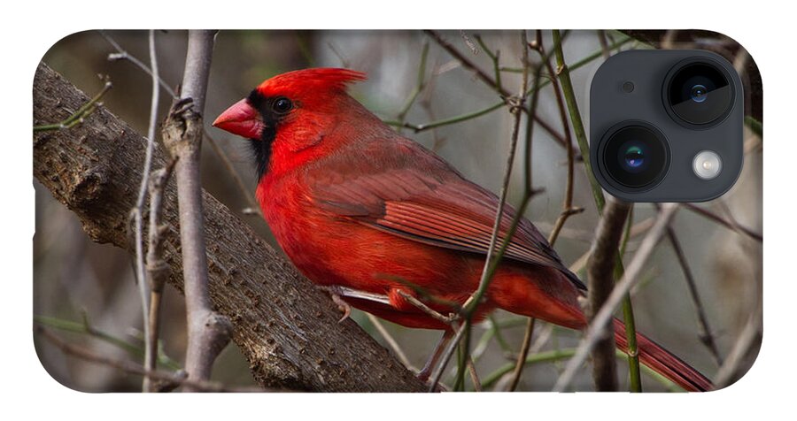 Cardinal iPhone 14 Case featuring the photograph Sitting Pretty by Judy Cuddehe