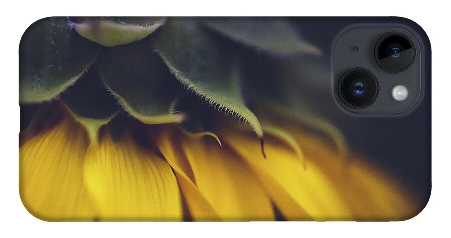 Sunflower iPhone 14 Case featuring the photograph Sleep Now - Sunflower by Ada Weyland