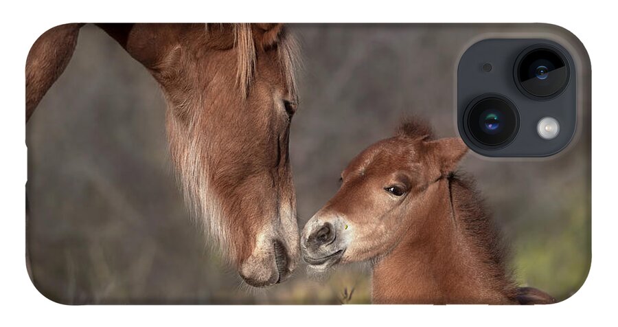 Stallion iPhone 14 Case featuring the photograph Sleepy Filly. by Paul Martin