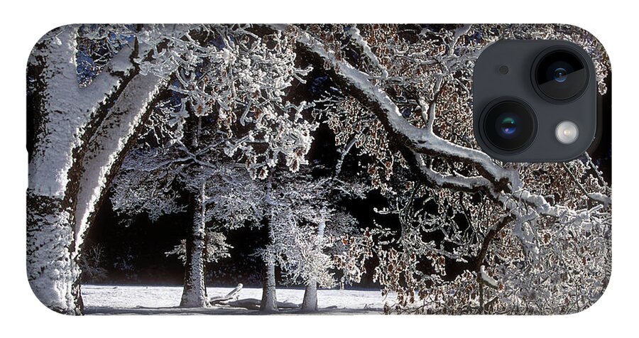 Black Oak iPhone Case featuring the photograph Snow Covered Black Oak Yosemite National Park by Dave Welling