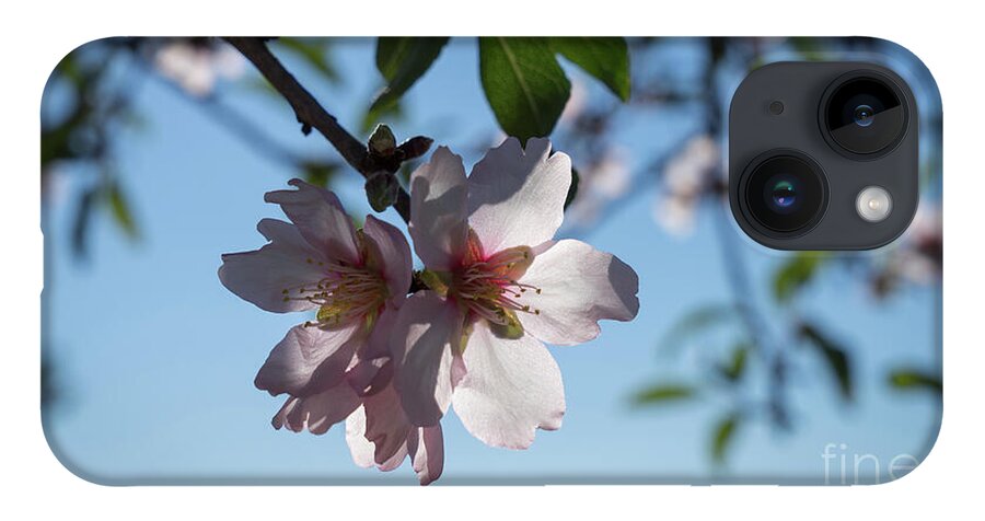 Almond Blossom iPhone Case featuring the photograph Soft pink petals and almond blossom in Spain by Adriana Mueller