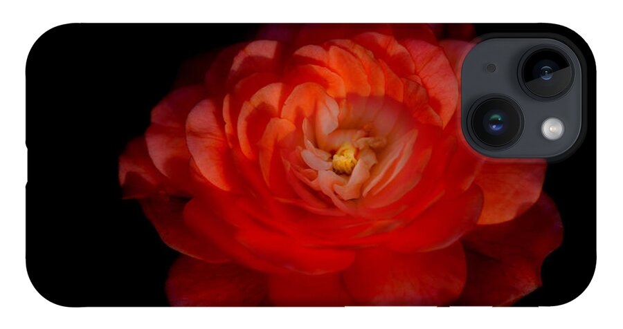 Rose iPhone 14 Case featuring the photograph Soft Red Rose by Carrie Hannigan