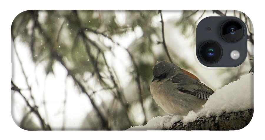 Wildlife iPhone 14 Case featuring the photograph Songbird in Winter by Laura Putman