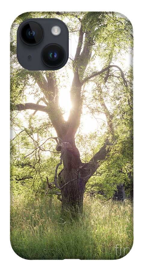 Sophora iPhone 14 Case featuring the photograph Sophora Japonica, Great Dixter by Perry Rodriguez
