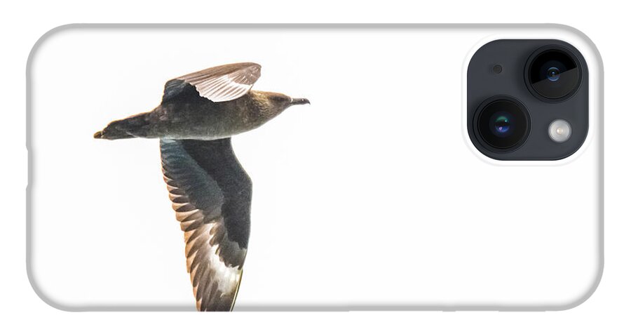 03feb20 iPhone 14 Case featuring the photograph South Polar Skua In Flight by Jeff at JSJ Photography