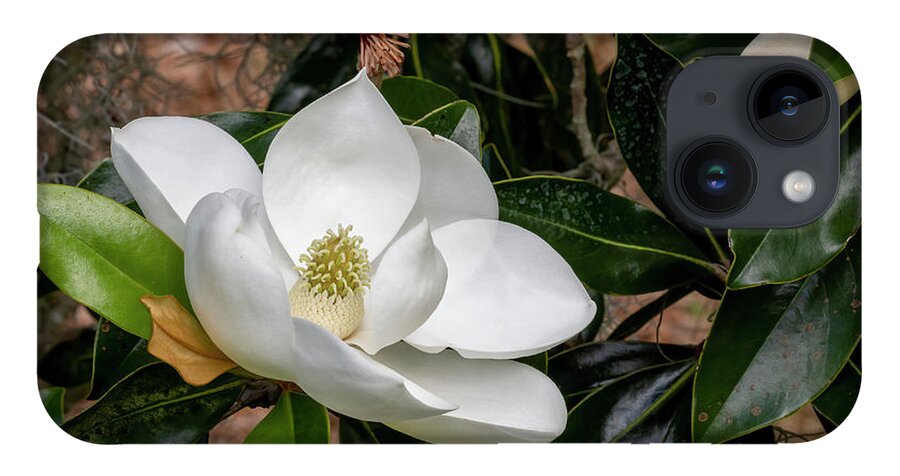 Southern Magnolia iPhone 14 Case featuring the photograph Southern Magnolia Flower by Bradford Martin
