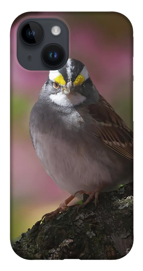 Sparrows iPhone 14 Case featuring the photograph Sparrow in Spring by Chris Scroggins