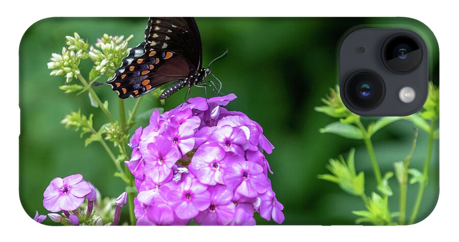 Lenoir Preserve iPhone Case featuring the photograph Spicebush Swallowtail by Kevin Suttlehan