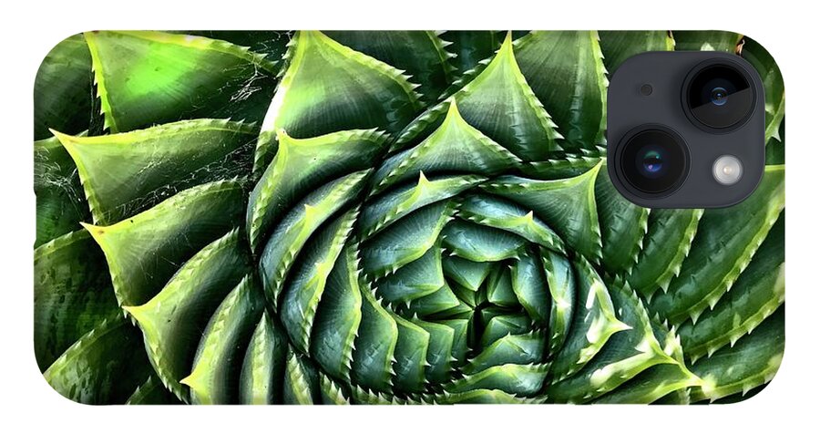  iPhone Case featuring the photograph Spiral Succulent by Julie Gebhardt