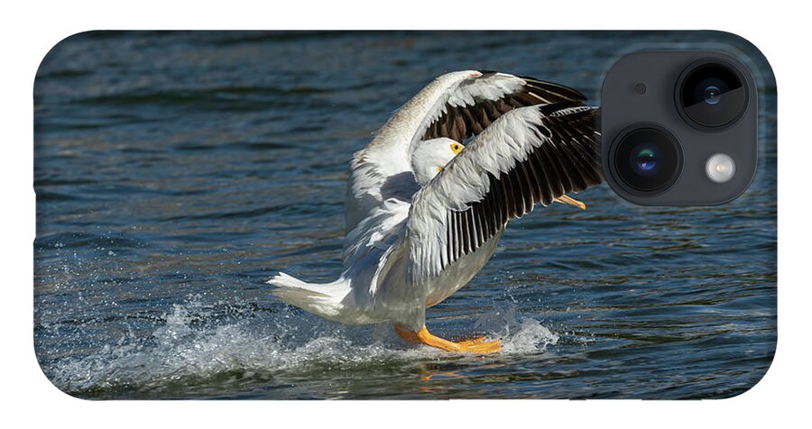 American White Pelican iPhone 14 Case featuring the photograph Splash Down 2016 by Thomas Young