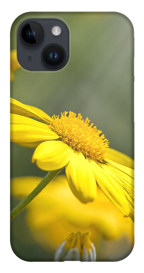 Background iPhone Case featuring the photograph Spring Bloom by Rick Nelson