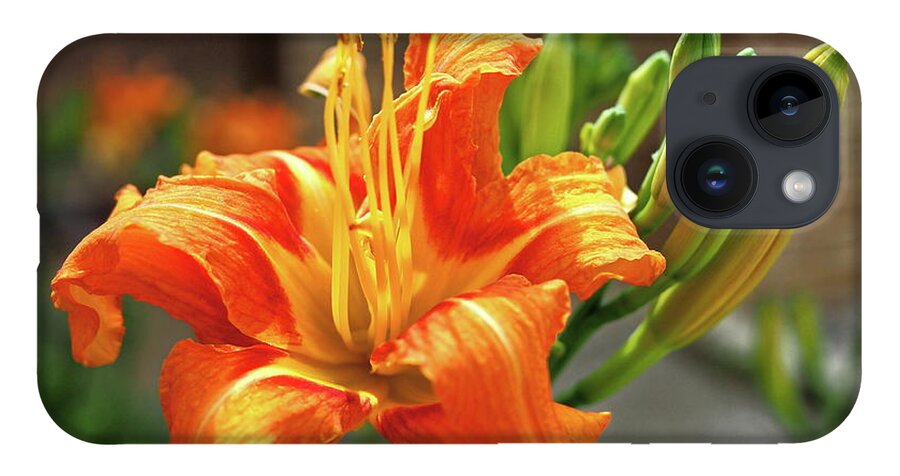 Orange iPhone Case featuring the photograph Spring Flower 14 by C Winslow Shafer