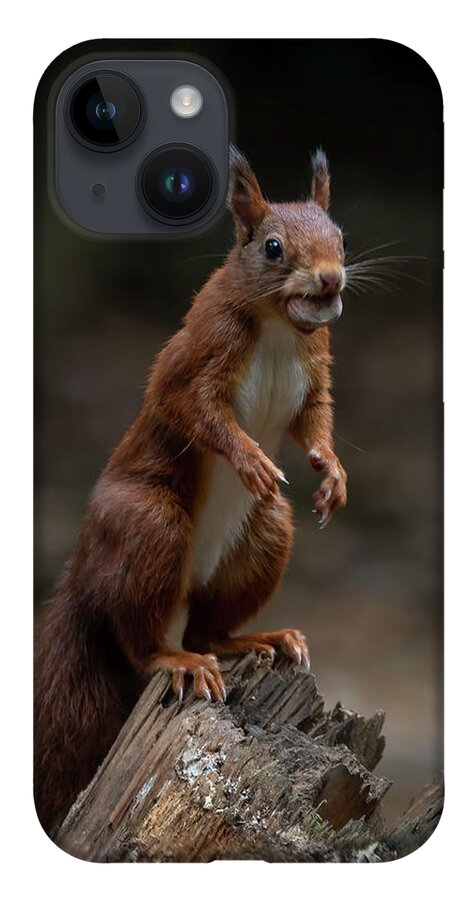 Squirrel iPhone 14 Case featuring the photograph Squirrel collecting and hiding nuts by Marjolein Van Middelkoop