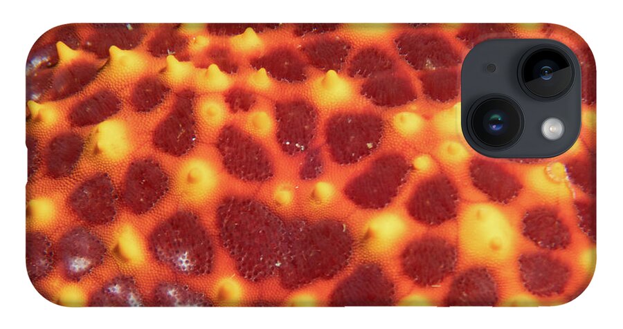 Sea Star iPhone 14 Case featuring the photograph Starfish skin by Brian Weber