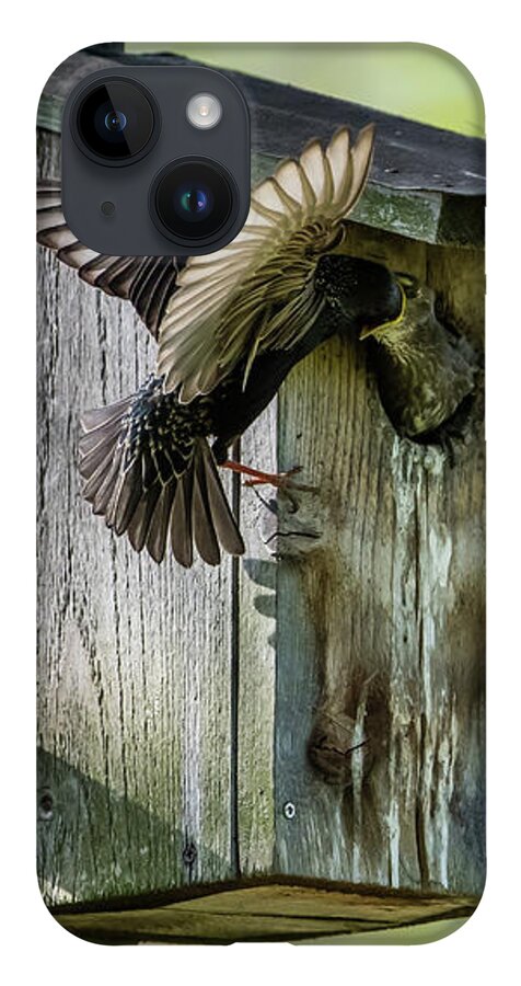 Starling iPhone 14 Case featuring the photograph Starling feed the nestling deep in the throat by Torbjorn Swenelius