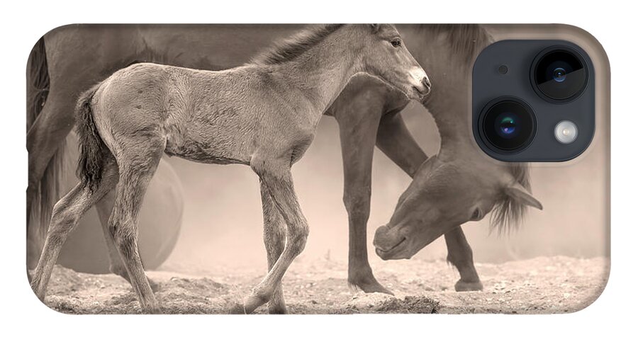 Stallion iPhone 14 Case featuring the photograph Stately Colt. by Paul Martin