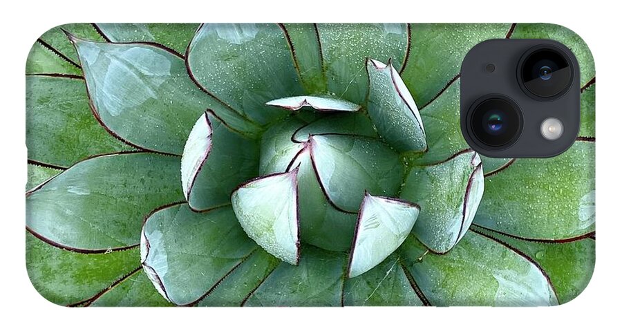  iPhone 14 Case featuring the photograph Succulent by Julie Gebhardt