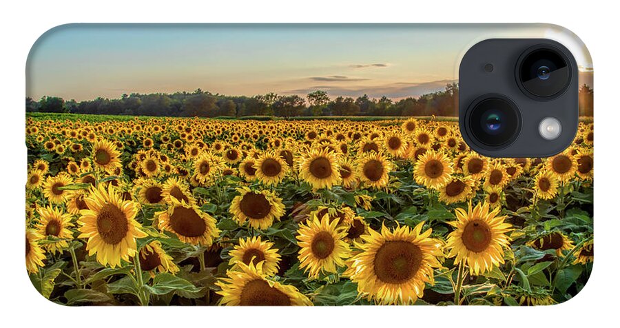 Sunflower iPhone 14 Case featuring the photograph Sunflower City by Rod Best