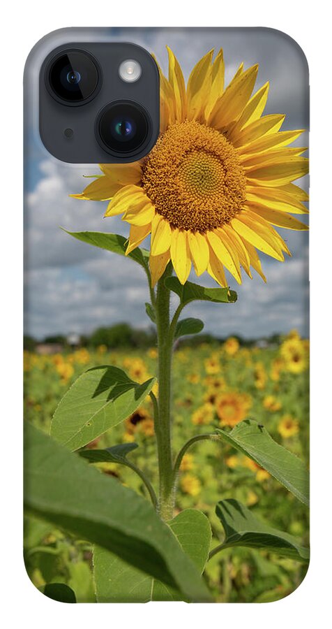 Sunflower iPhone 14 Case featuring the photograph Sunflower in Field by Carolyn Hutchins