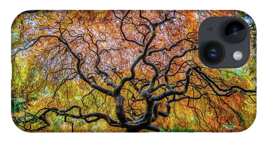 Maple iPhone 14 Case featuring the photograph Sunny Japanese Maple by Jerry Cahill