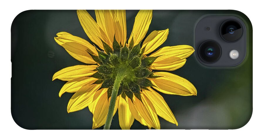 Bloom iPhone 14 Case featuring the photograph Sunny Sunflower Following the Sun by Debra Martz