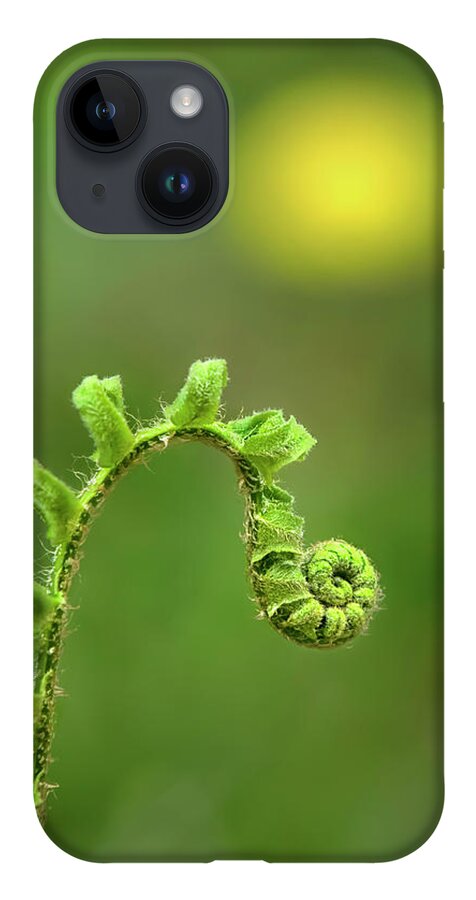 Fern iPhone 14 Case featuring the photograph Sunrise Spiral Fern by Christina Rollo