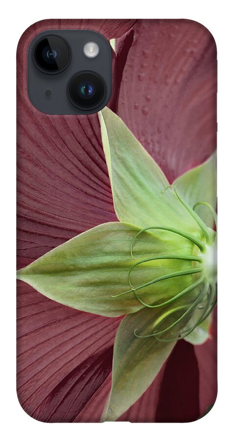 Hibiscus iPhone Case featuring the photograph Swamp Hibiscus by M Kathleen Warren