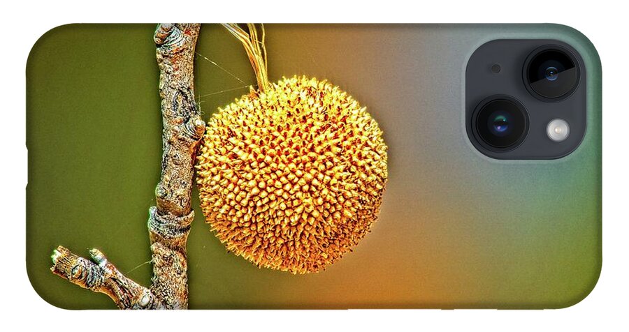 Growing iPhone 14 Case featuring the photograph Sycamore Seed Ball by David Desautel