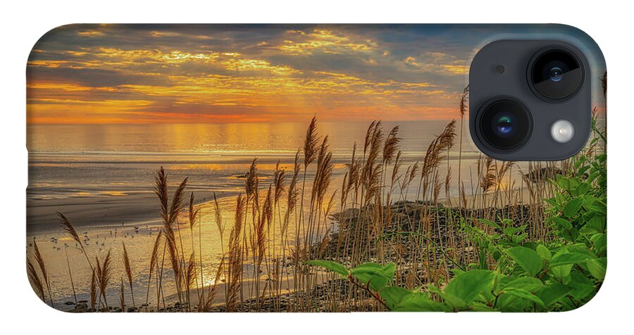 Reeds iPhone 14 Case featuring the photograph Tall Grasses of Marginal Way by Penny Polakoff