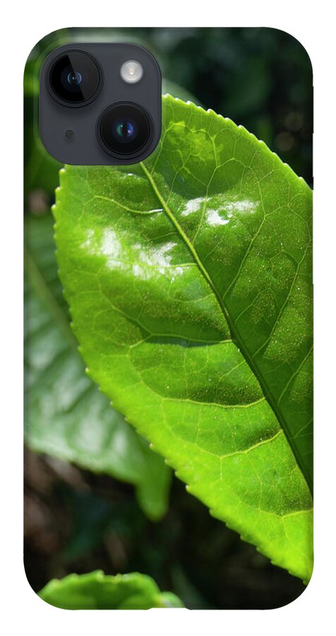 Tea iPhone 14 Case featuring the photograph Tea Leaf Growing by Karen Rispin