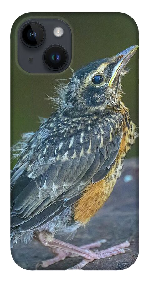 Robin iPhone 14 Case featuring the photograph Tell Me I'm Beautiful by Jeffrey Kolker