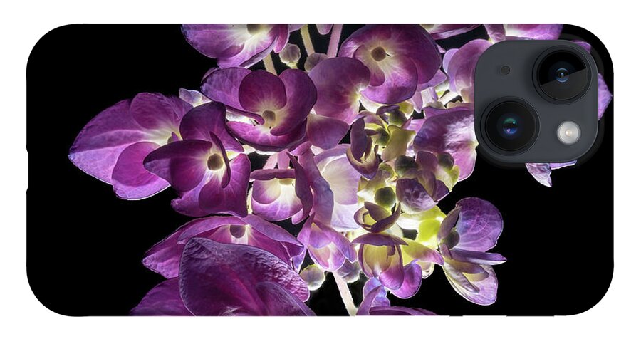 Bigleaf Hydrangea iPhone 14 Case featuring the photograph Finale in Purple by Kevin Suttlehan