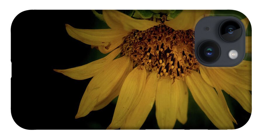 Flower iPhone 14 Case featuring the photograph The Flashy Wild Sunflower by Laura Putman