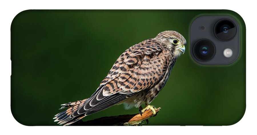 Kestrel iPhone 14 Case featuring the photograph The hunting position in profile for the young kestrel by Torbjorn Swenelius