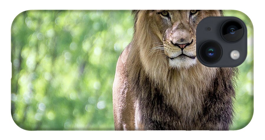 Lion iPhone 14 Case featuring the photograph The king by Robert Miller