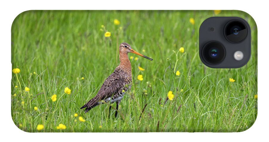 Nature iPhone Case featuring the photograph The Meadow Bird The Godwit by MPhotographer
