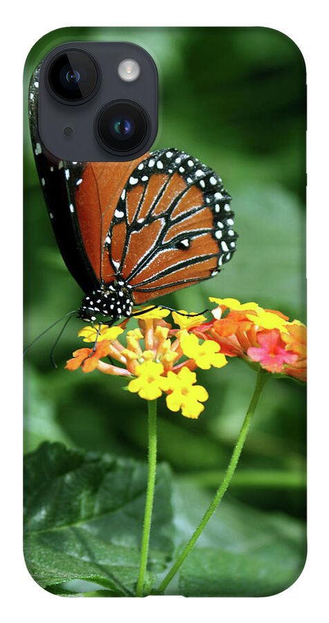 Insect iPhone Case featuring the photograph The Monarch by Jim Feldman