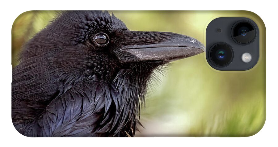 Raven iPhone 14 Case featuring the photograph The Raven. by Paul Martin
