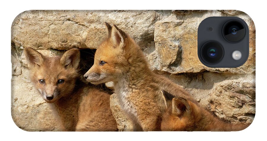 Fox iPhone Case featuring the photograph The Three Amigos by Chris Scroggins