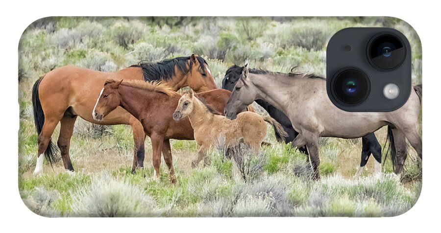 Wild Horses iPhone 14 Case featuring the photograph Tightly Knit - A South Steens Band of Wild Horses by Belinda Greb
