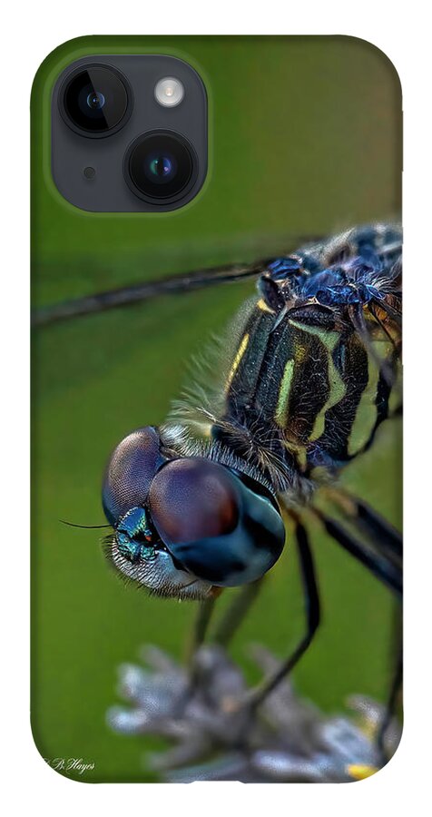 Insects iPhone Case featuring the photograph Tiny World 2 by DB Hayes