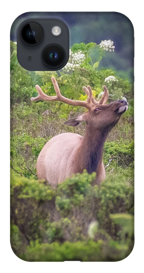 Elk iPhone 14 Case featuring the photograph Tule Elk Smelling the Fresh Air by Erin K Images