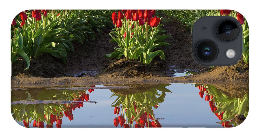 Tulips iPhone 14 Case featuring the photograph Tulip Reflection by Michael Rauwolf